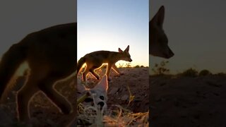 Kit Fox Pups in the Arizona Desert - Kid Animals - GoPro Animals - Wildlife in Arizona - #shorts