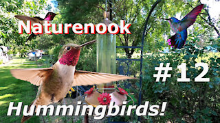 Hummingbird Cam Fight ALPHA GREEN Defends Territory - Beautiful Birds in flight #12