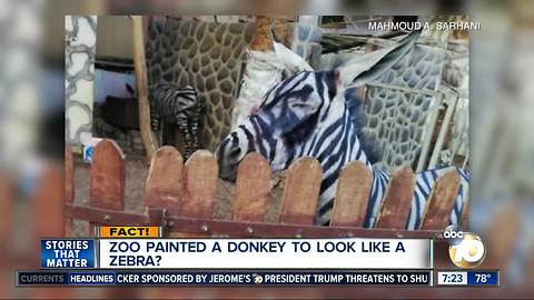 Zoo paints donkey to look like a zebra?