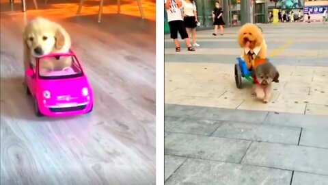 dog training near me | smart dog want to help me and he want to drive this car