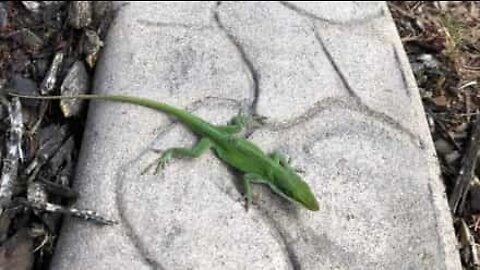 Amigos? Criança fica perturbada com lagartinho inofensivo!