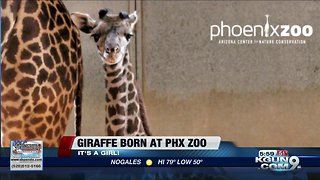 It's a girl! Healthy baby giraffe born at Phoenix zoo