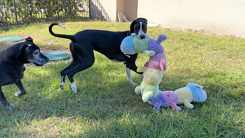 Funny Great Danes Take Jumbo Caterpillar Toy Out To Play Tag