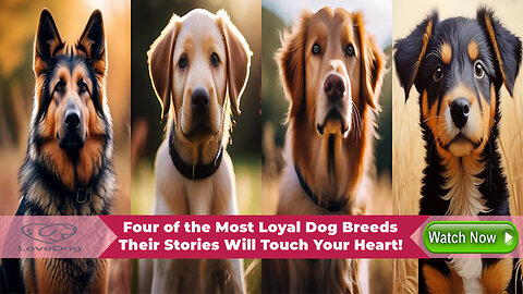 Four of the Most Loyal Dog Breeds: Their Stories Will Touch Your Heart！