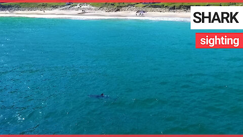Watch stunning clip of huge seven metre basking shark prowling the Irish coastline