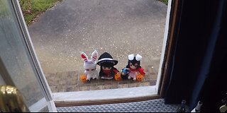 Trick or Treat Rabbits