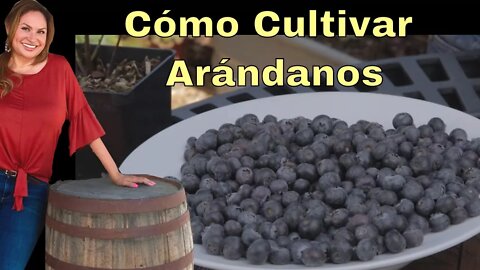 Cómo Cultivar Arándanos Azules Paso a Paso (SUBTÍTULOS EN ESPAÑOL) Shirley Bovshow