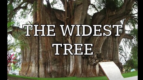 The widest tree in the world!