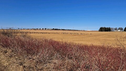 Canada Geese Take Flight