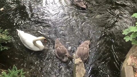 Mother Swan with her little ones.