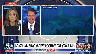 Scientists Find Sharks Are Ingesting Cocaine