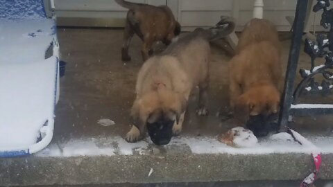 Mastiff Pups enjoying their first snowy romp with a guest Sebastopol appearance!
