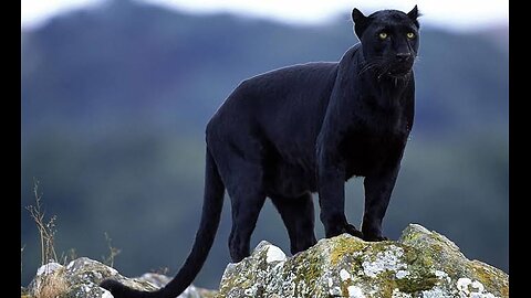 "Onyx Majesty: Hiding in the Shadows | The Real Black Panther | National Geographic Wild UK" #75