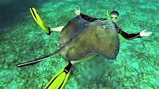 Swimmer pets and plays among wild stingrays in Belize