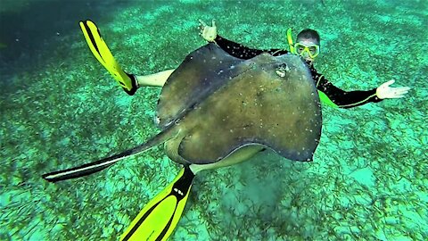 Swimmer pets and plays among wild stingrays in Belize