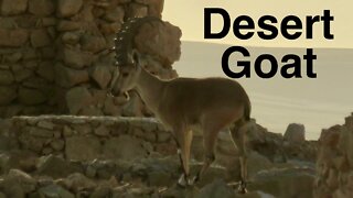 Rare Desert Goat, Nubian Ibex