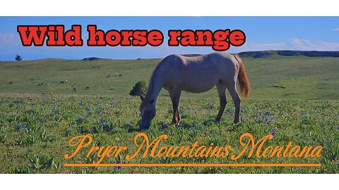Wild horse range Montana