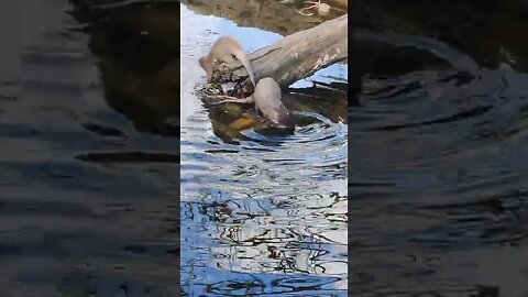 Otters in Blackpool zoo