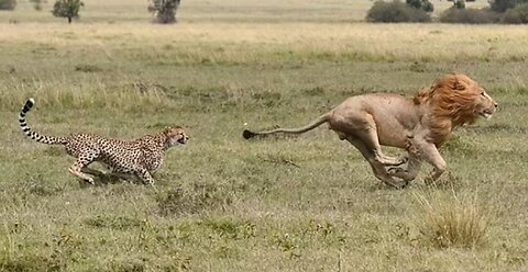 Big cat fight! Brave mama cheetah chases off 330lb male lion after it tried to eat her cubs in Kenya