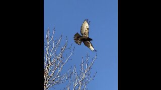 Hawk follows me on my walk, or keeps an eye on me?