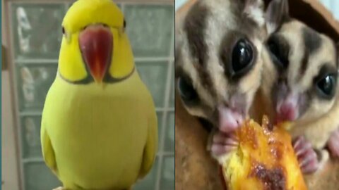 Quite Birds Part-01 | Amazing Birds | Funny Birds Videos | Birds Videos | Quite Birds Videos