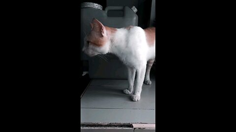 Sexy slowmo ginger feline