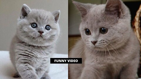 Best Funny Cat Videos - It's time for super laughs.