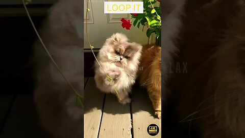 Smooth Jazz Music Cute Cat 4K Ultra HD - cute cats in 4k ultra hd | cute kittens | 4k tv | 4k retina