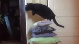 Cat loves to jump over everything!