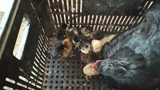 VEJA!!!MAIS UMA NINHADA 13 PINTINHOS 🐔🐣🐣