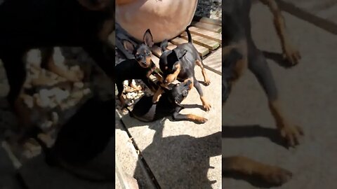 miniature pinscher puppies playing with maple tree acer 🍁 @miniaturepinscher1