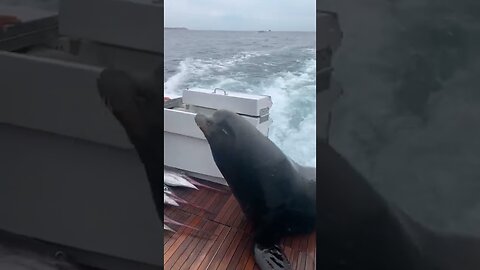 Sea Lion LEAPS onto Boat for Fish!