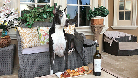 Great Dane Enjoys Wine O'Clock Snack