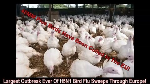Largest Outbreak Ever! More Than 40MM Birds Have Been Culled As H5N1 Spreads Across Europe!