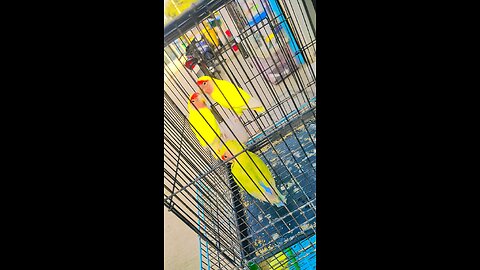 MY beautiful parrots||pets|| birds