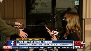 Pet of the Week: Ginger