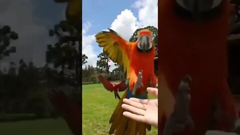 Guy & his macaw friends