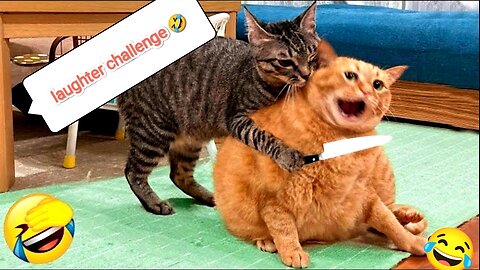 😂Laughter competition |😸 Cat Comedy Gold: The Ultimate Feline Laughter Compilation!