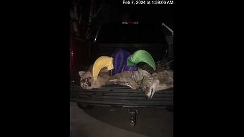 3 Dogs Down