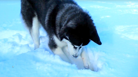 Siberian Husky sniffs out favorite ball in deep snow
