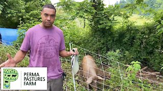 Using Pigs To Prepare For Our Orchard