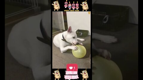 #22_😂🐶😂 #Baby #Dogs - #Cute and #Funny #Dogs #Video 😂🐶😂 (#2022)