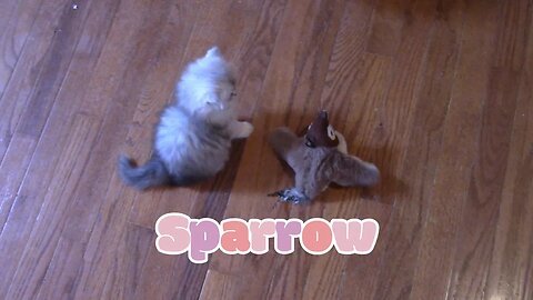 My Cats Try The Flapping Wings Catnip Toy! 🐦