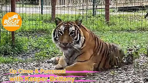 Happy Birthday Priya!! Big Cat Rescue LIVE Q&A with Brittany at Big Cat Rescue 12 20 2022
