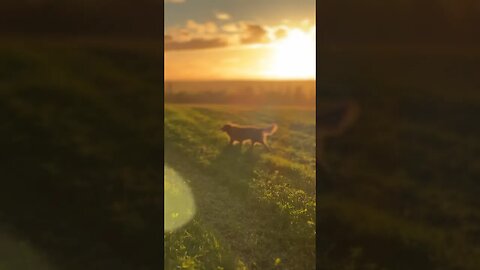 Beautiful #pei #fall #sunset with #goldenretriever