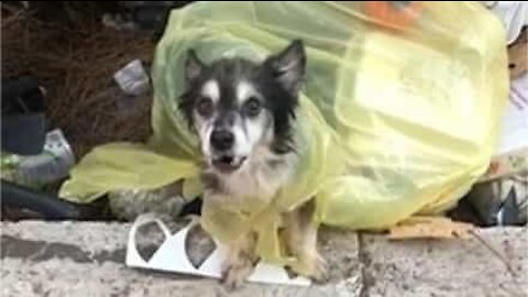 Cão é encontrado dentro de saco de lixo em Roma