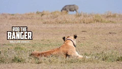 Lioness Stalks Warthogs | Ol Pejeta | Zebra Plains On Tour