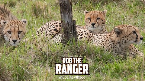 Cheetah Family Joined By A Male | Maasai Mara Safari | Zebra Plains