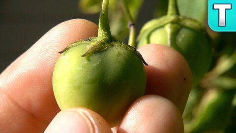 Did You Know Potatoes Produce Poisonous Fruit?