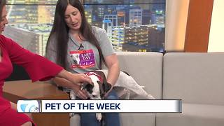 Pet of the Week - Jackie